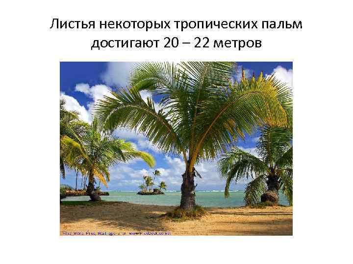 Листья некоторых тропических пальм достигают 20 – 22 метров 