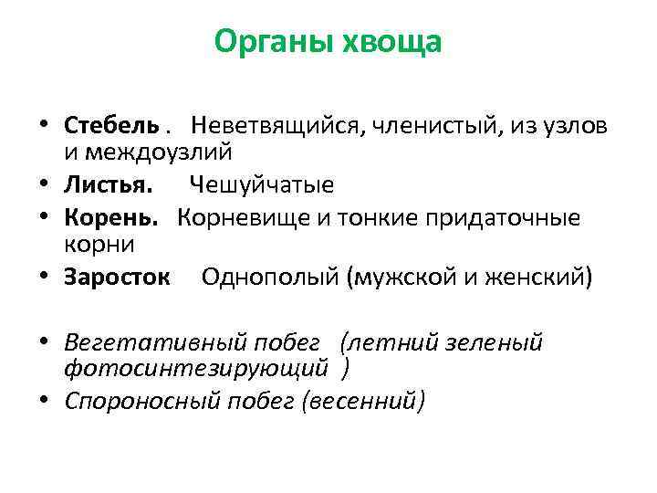 Органы хвоща • Стебель. Неветвящийся, членистый, из узлов и междоузлий • Листья. Чешуйчатые •