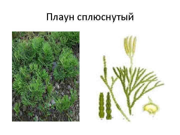 Плаун картинка егэ