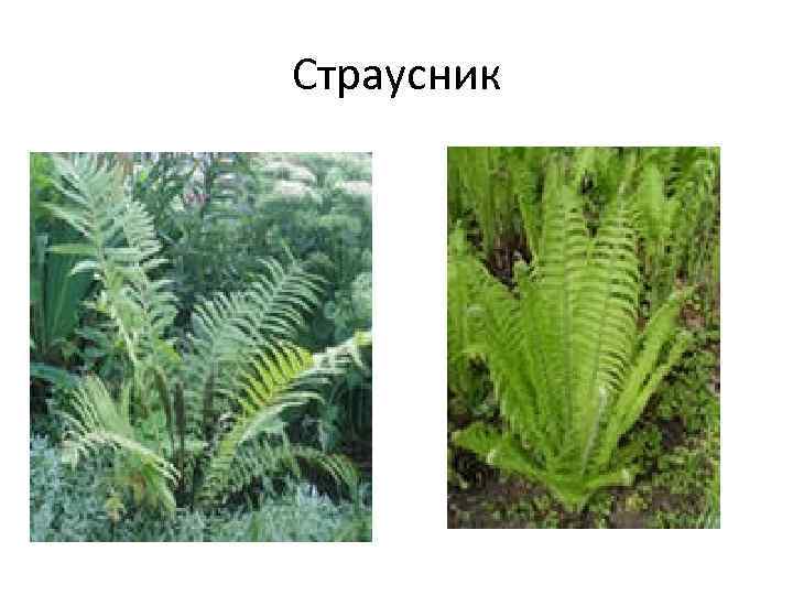 Страусник 