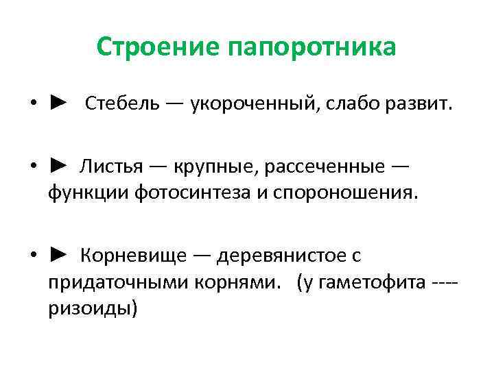 Строение папоротника • ► Стебель — укороченный, слабо развит. • ► Листья — крупные,