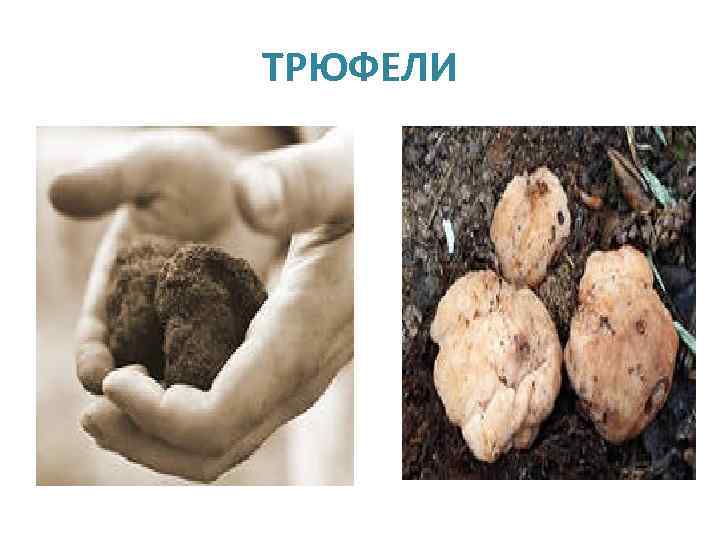 ТРЮФЕЛИ 