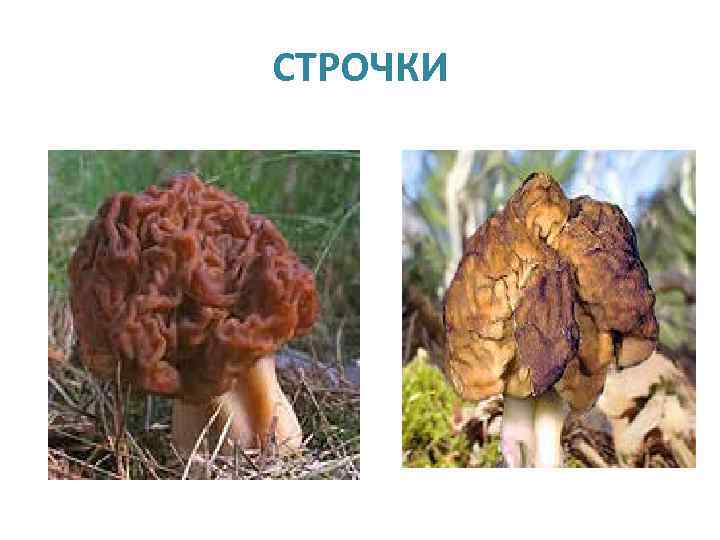СТРОЧКИ 