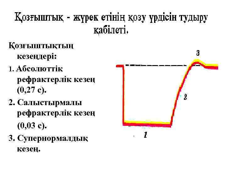 Қозғыштықтың кезеңдері: 1. Абсолюттік рефрактерлік кезең (0, 27 с). 2. Салыстырмалы рефрактерлік кезең (0,