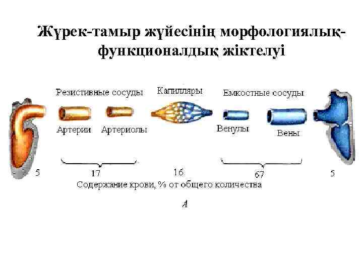 Жүрек-тамыр жүйесінің морфологиялықфункционалдық жіктелуі 