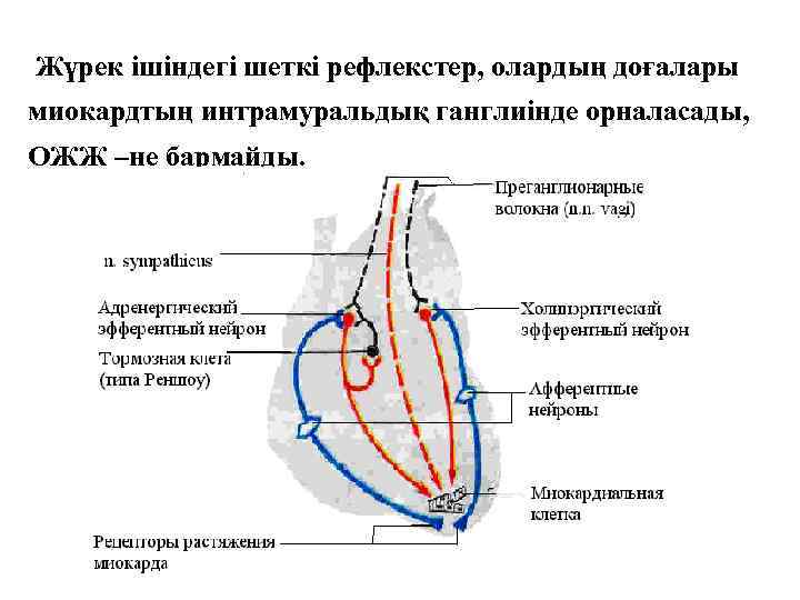 Жүрек ішіндегі шеткі рефлекстер, олардың доғалары миокардтың интрамуральдық ганглиінде орналасады, ОЖЖ –не бармайды. 