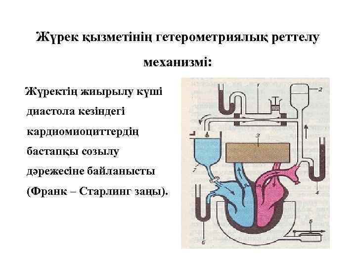 Жүрек қызметінің гетерометриялық реттелу механизмі: Жүректің жиырылу күші диастола кезіндегі кардиомиоциттердің бастапқы созылу дәрежесіне
