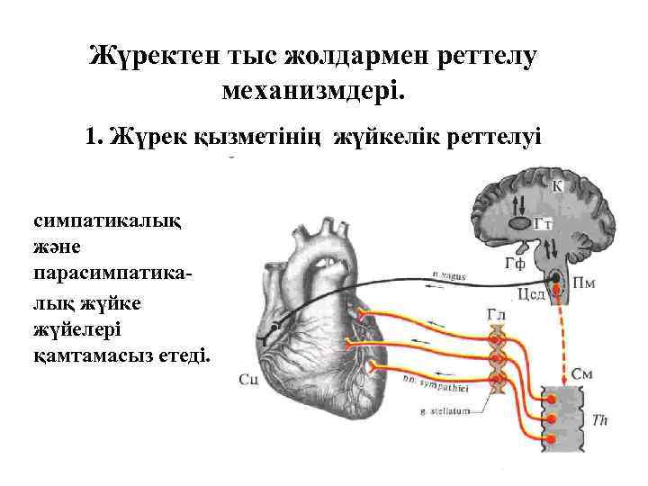 Жүректен тыс жолдармен реттелу механизмдері. 1. Жүрек қызметінің жүйкелік реттелуі симпатикалық және парасимпатикалық жүйке