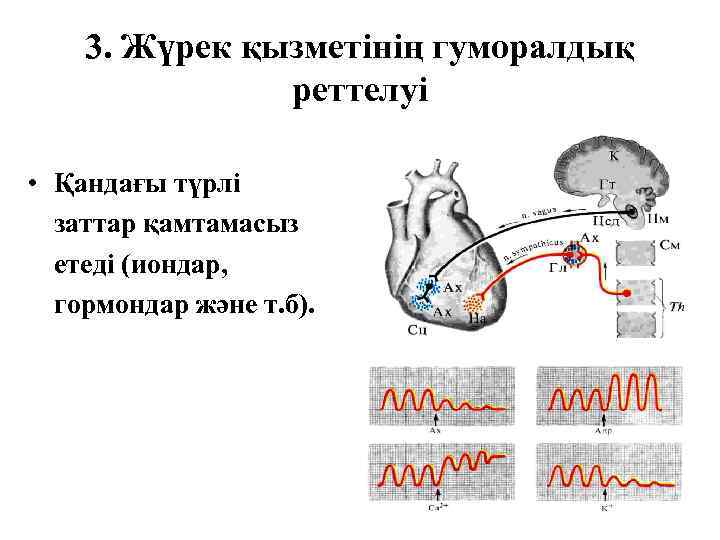 3. Жүрек қызметінің гуморалдық реттелуі • Қандағы түрлі заттар қамтамасыз етеді (иондар, гормондар және