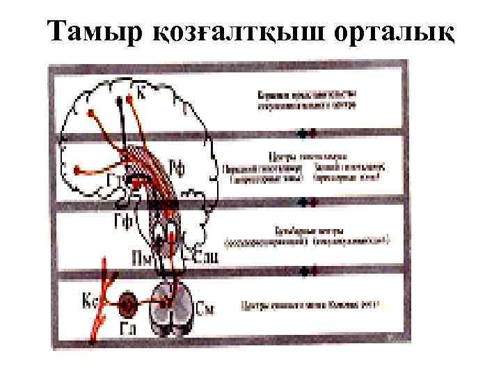 Тамыр қозғалтқыш орталық 