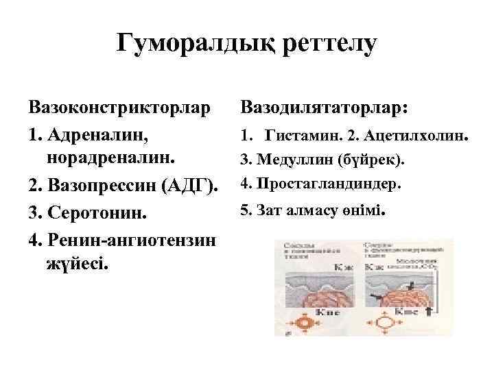 Гуморалдық реттелу Вазоконстрикторлар 1. Адреналин, норадреналин. 2. Вазопрессин (АДГ). 3. Серотонин. 4. Ренин-ангиотензин жүйесі.