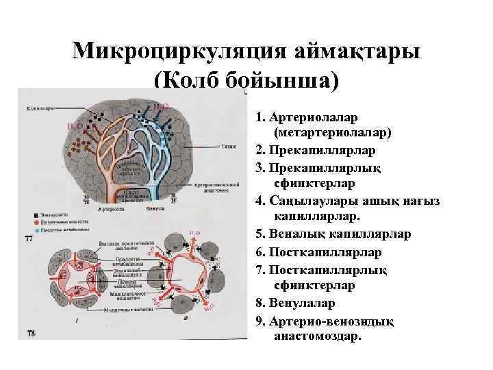 Микроциркуляция аймақтары (Колб бойынша) 1. Артериолалар (метартериолалар) 2. Прекапиллярлар 3. Прекапиллярлық сфинктерлар 4. Саңылаулары