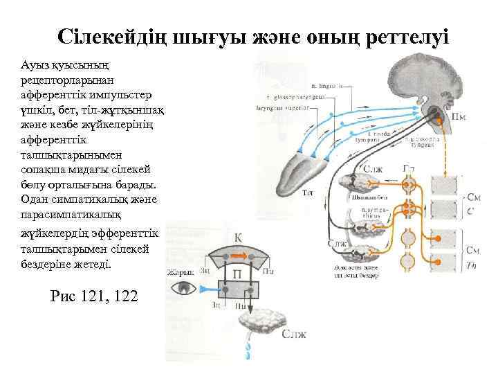 Сілекейдің шығуы және оның реттелуі Ауыз қуысының рецепторларынан афференттік импульстер үшкіл, бет, тіл-жұтқыншақ және