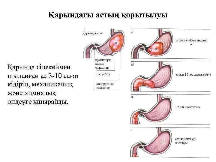 Қарындағы астың қорытылуы Қарында сілекеймен шыланған ас 3 -10 сағат кідіріп, механикалық және химиялық