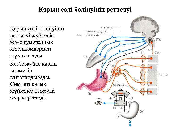 Қарын сөлі бөлінуінің реттелуі жүйкелік және гуморалдық механизмдермен жүзеге асады. Кезбе жүйке қарын қызметін