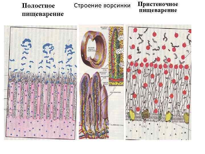 Полостное пищеварение Строение ворсинки Пристеночное пищеварение 