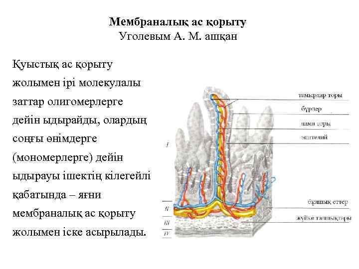 Мембраналық ас қорыту Уголевым А. М. ашқан Қуыстық ас қорыту жолымен ірі молекулалы заттар