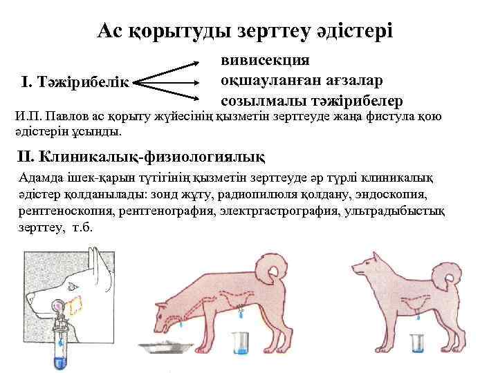 Ас қорытуды зерттеу әдістері І. Тәжірибелік вивисекция оқшауланған ағзалар созылмалы тәжірибелер И. П. Павлов