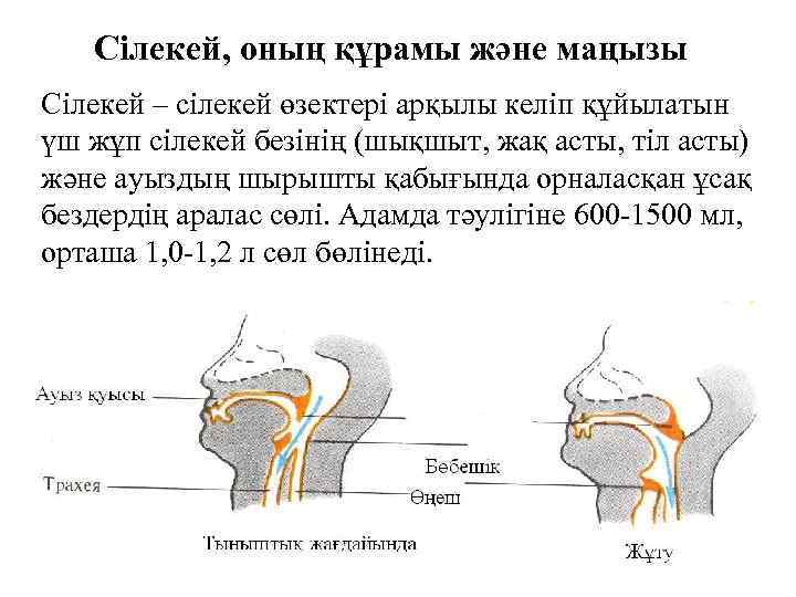 Сілекей, оның құрамы және маңызы Сілекей – сілекей өзектері арқылы келіп құйылатын үш жұп