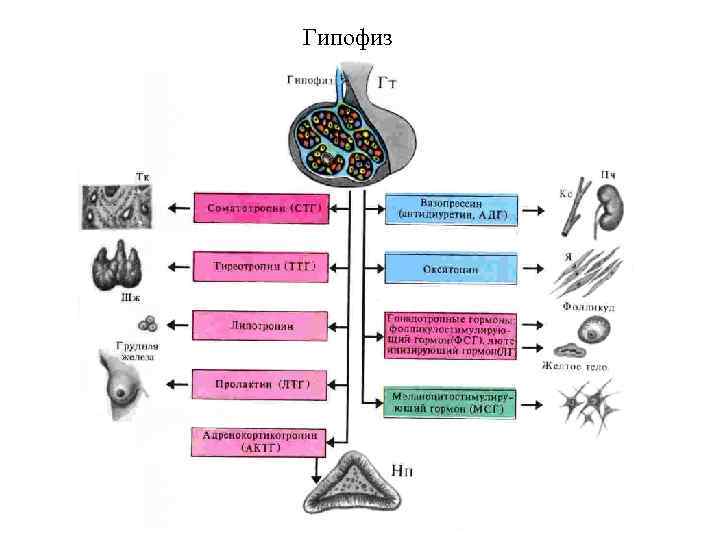 Гипофиз 