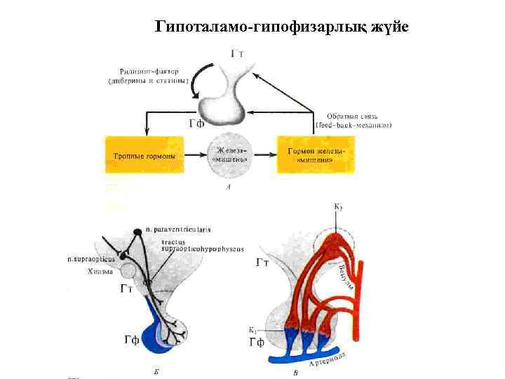 Гипоталамо-гипофизарлық жүйе 