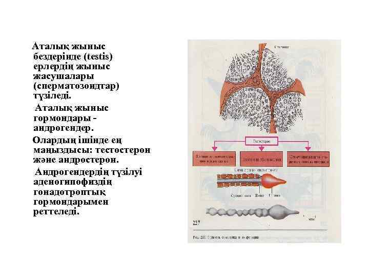 Аталық жыныс бездерінде (testis) ерлердің жыныс жасушалары (сперматозоидтар) түзіледі. Аталық жыныс гормондары андрогендер. Олардың