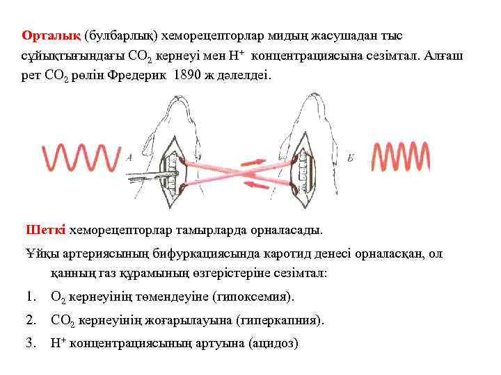 Орталық (булбарлық) хеморецепторлар мидың жасушадан тыс сұйықтығындағы СО 2 кернеуі мен Н+ концентрациясына сезімтал.