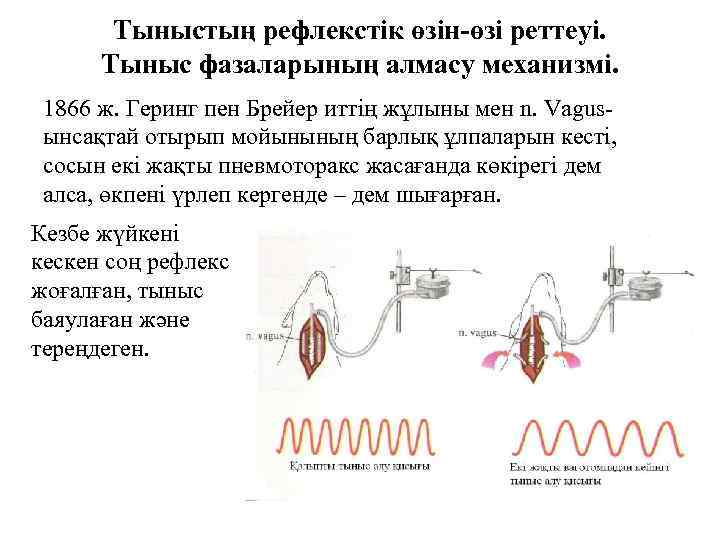 Тыныстың рефлекстік өзін-өзі реттеуі. Тыныс фазаларының алмасу механизмі. 1866 ж. Геринг пен Брейер иттің