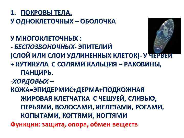 1. ПОКРОВЫ ТЕЛА. У ОДНОКЛЕТОЧНЫХ – ОБОЛОЧКА У МНОГОКЛЕТОЧНЫХ : - БЕСПОЗВОНОЧНЫХ- ЭПИТЕЛИЙ (СЛОЙ