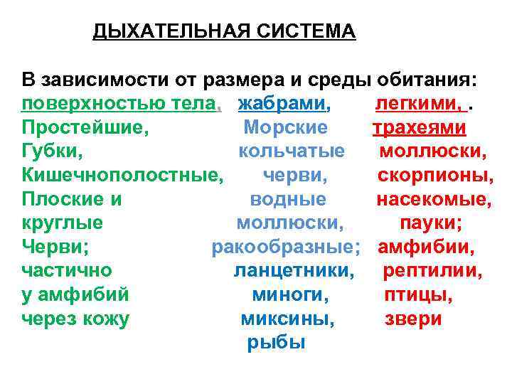 ДЫХАТЕЛЬНАЯ СИСТЕМА В зависимости от размера и среды обитания: поверхностью тела, жабрами, легкими, .