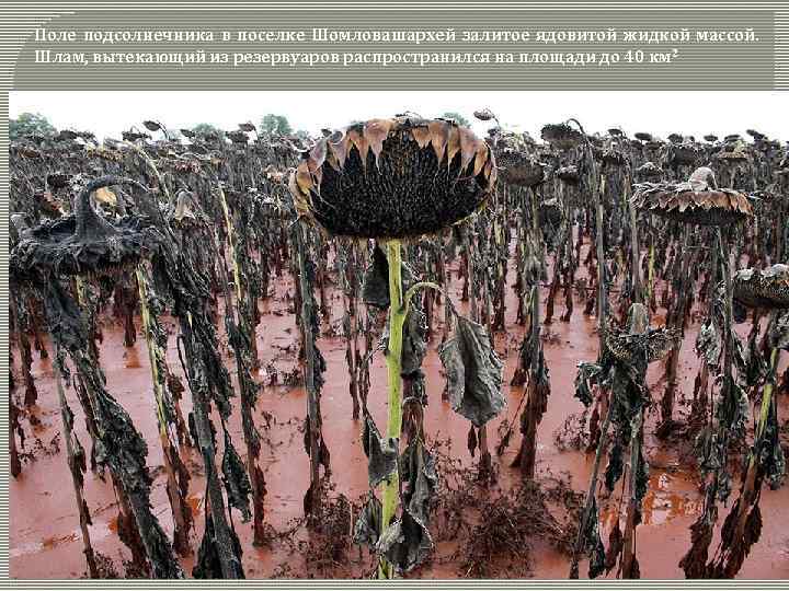 Поле подсолнечника в поселке Шомловашархей залитое ядовитой жидкой массой. Шлам, вытекающий из резервуаров распространился