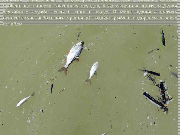 Мертвая рыба плавает в водах реки Марчал. Чтобы снизить высокий уровень щелочности токсичных отходов,