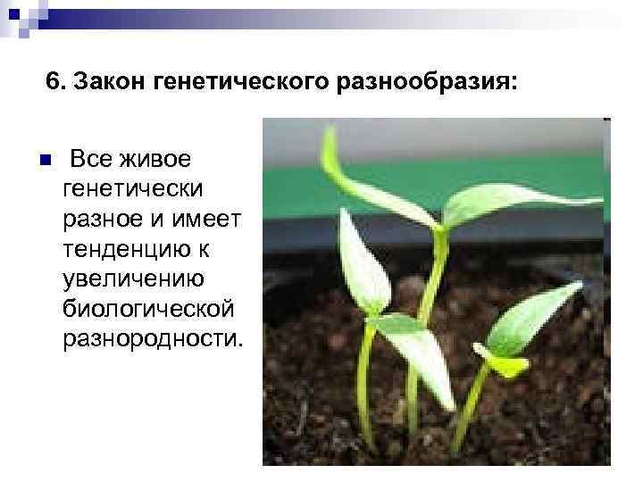 6. Закон генетического разнообразия: n Все живое генетически разное и имеет тенденцию к увеличению