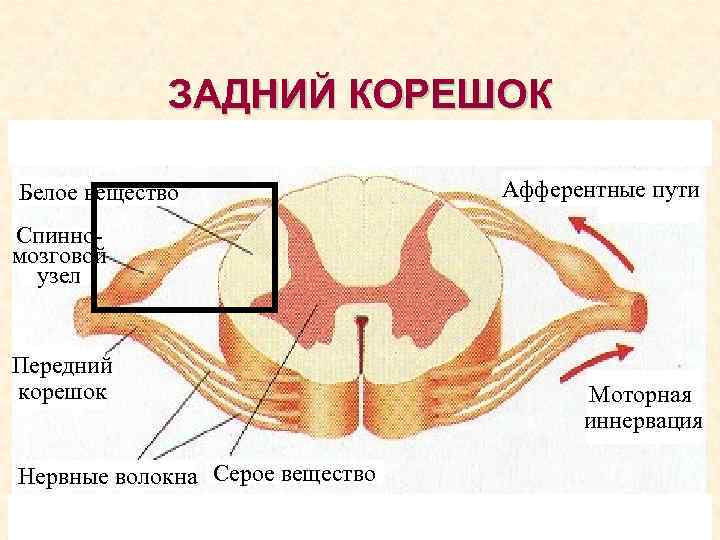 Передние корешки спинного мозга. Строение спинномозгового узла. Спинномозговой узел передний корешок. Задний корешок. Передние и задние корешки.