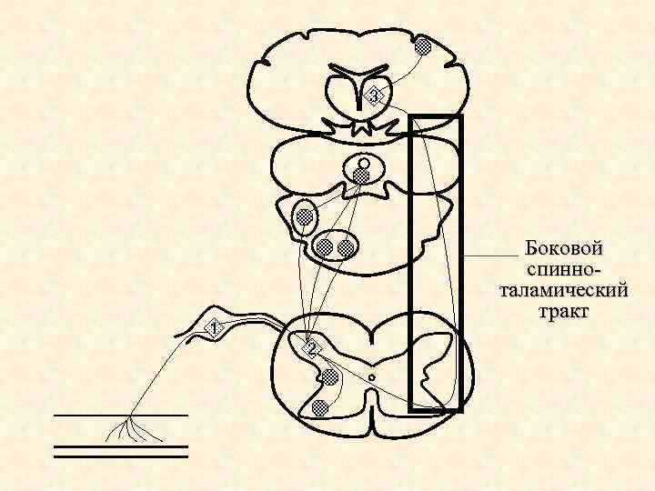 Передний спиноталамический путь схема