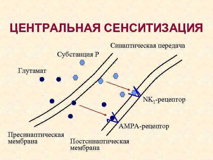 ЦЕНТРАЛЬНАЯ СЕНСИТИЗАЦИЯ Синаптическая передача Субстанция Р Глутамат NK 1 -рецептор АМРА-рецептор Пресинаптическая мембрана Постсинаптическая