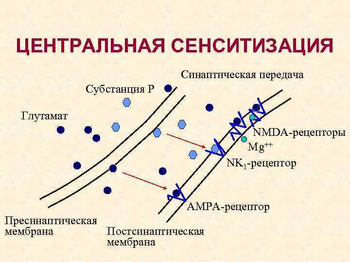 ЦЕНТРАЛЬНАЯ СЕНСИТИЗАЦИЯ Синаптическая передача Субстанция Р Глутамат NMDA-рецепторы Mg++ NK 1 -рецептор АМРА-рецептор Пресинаптическая