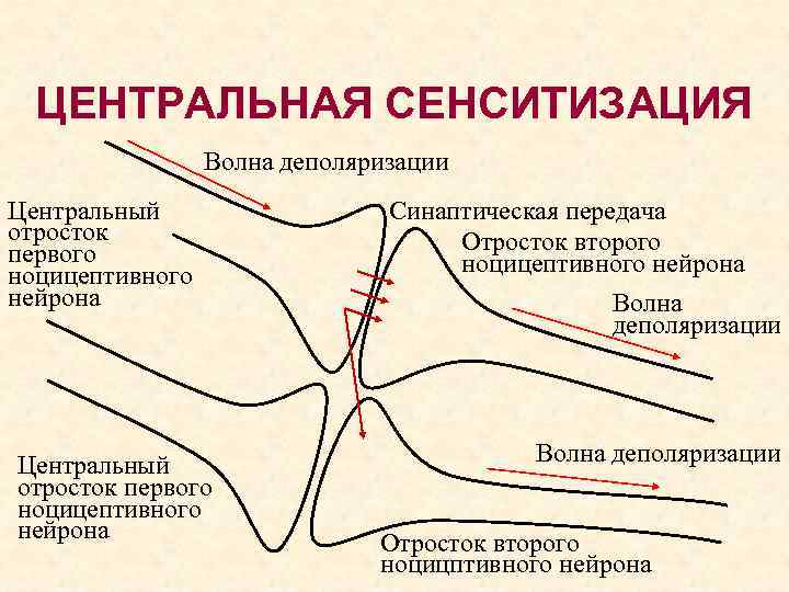 ЦЕНТРАЛЬНАЯ СЕНСИТИЗАЦИЯ Волна деполяризации Центральный отросток первого ноцицептивного нейрона Синаптическая передача Отросток второго ноцицептивного