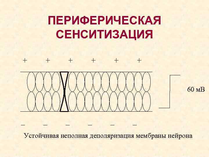 ПЕРИФЕРИЧЕСКАЯ СЕНСИТИЗАЦИЯ + + + 60 м. В – – – Устойчивая неполная деполяризация