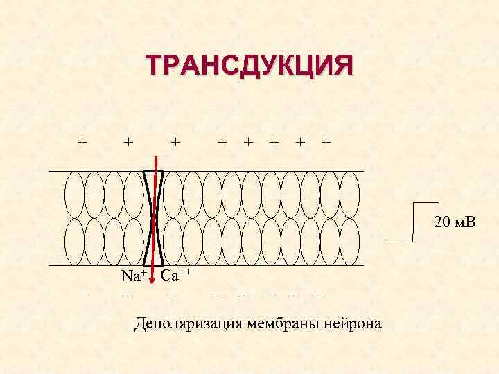 ТРАНСДУКЦИЯ + + + + 20 м. В – Na+ Ca++ – – –