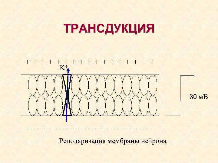 ТРАНСДУКЦИЯ + + + + + K+ 80 м. В – – – –