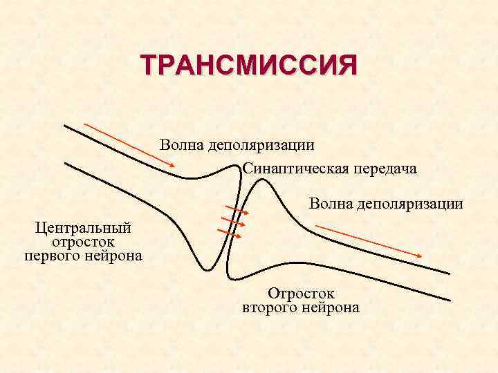 Первый нейрон. Волна деполяризации нейрона. Волна деполяризации. Деполяризация нервной клетки. Е волны деполяризации.