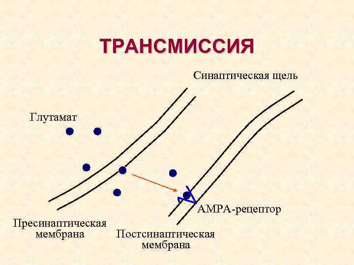 ТРАНСМИССИЯ Синаптическая щель Глутамат АМРА-рецептор Пресинаптическая мембрана Постсинаптическая мембрана 