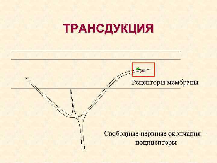 ТРАНСДУКЦИЯ Рецепторы мембраны Свободные нервные окончания – ноцицепторы 