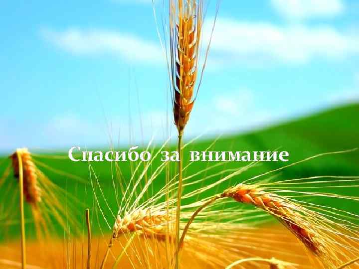 Спасибо за внимание 