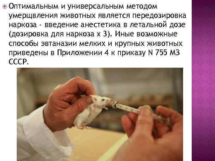 Процесс умерщвления