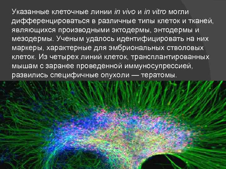 Указанные клеточные линии in vivo и in vitro могли дифференцироваться в различные типы клеток