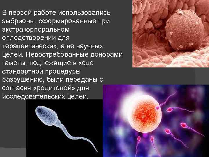 В первой работе использовались эмбрионы, сформированные при экстракорпоральном оплодотворении для терапевтических, а не научных