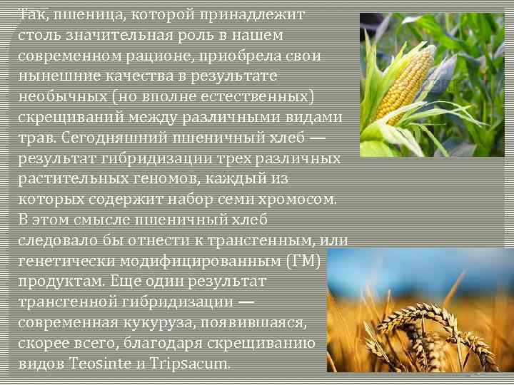 Так, пшеница, которой принадлежит столь значительная роль в нашем современном рационе, приобрела свои нынешние
