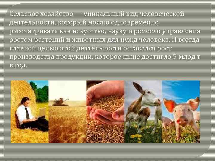Сельское хозяйство — уникальный вид человеческой деятельности, который можно одновременно рассматривать как искусство, науку